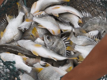 珠海這條魚(yú)，游進(jìn)了央視！——農(nóng)產(chǎn)品品牌化的成功之路