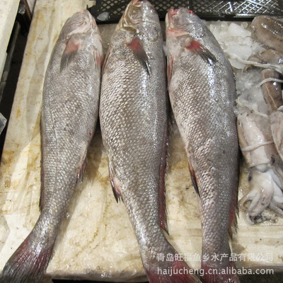 青島旺福魚鄉(xiāng) 廠家直銷批發(fā)，海產(chǎn)鰲魚品質(zhì)卓越
