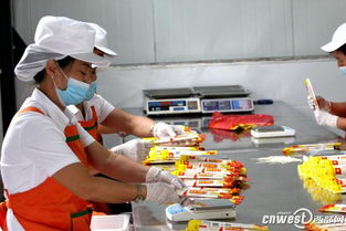 鎮安萬噸特色農產品加工生產線投產，產業扶貧助力精準脫貧