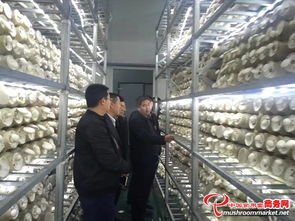 河南農(nóng)產(chǎn)品加工新篇章 國(guó)外客商與省領(lǐng)導(dǎo)共訪世紀(jì)香食用菌