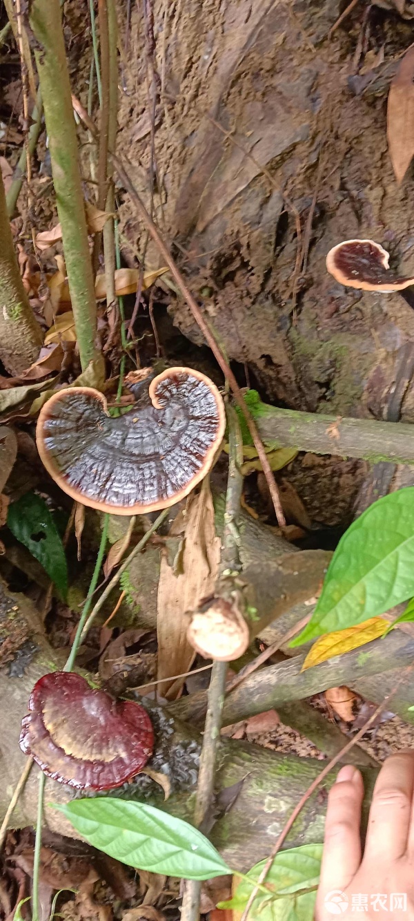 探尋紫靈芝市場(chǎng) 批發(fā)價(jià)格、品質(zhì)考量與購(gòu)銷之道